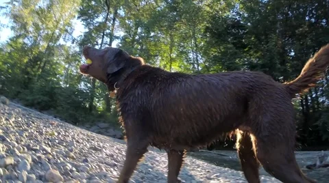 Backlit shaking dog Stock Footage 41452986