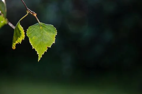 Backlit shiny leaf Stock Photos