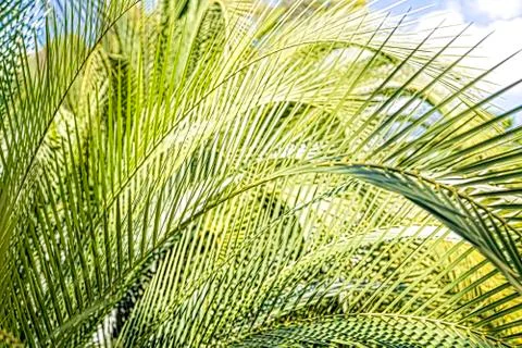 Backlit shoot of some palm tree leaves with blue sky Stock Photos