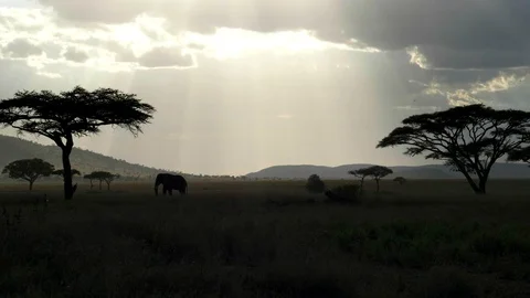 Backlit shot of an elephant blowing dirt on itself at serengeti np Stock Footage 99886830