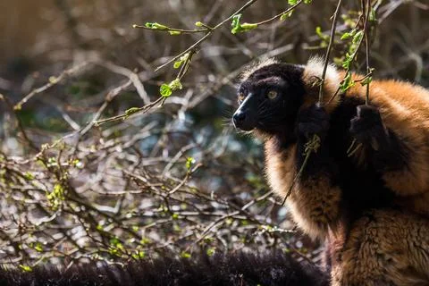 Backlit shot of a red-ruffed lemur pulling a tree branch down to reach some.. Stock Photos