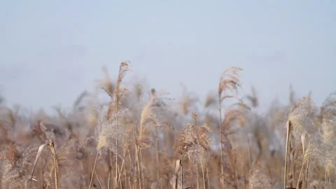 Backlit Silver Grass Swaying in the Autumn Breeze, Soft Focus Nature Background Stock Footage 327372002