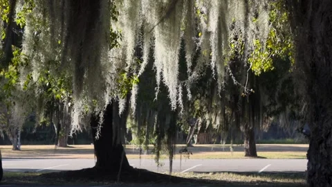 Backlit spanish moss hanging from an oak tree and swaying in the breeze Stock Footage 329660046