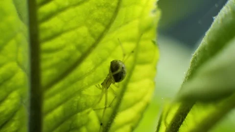Backlit spider crawling on a green leaf Stock-Footage 337741434