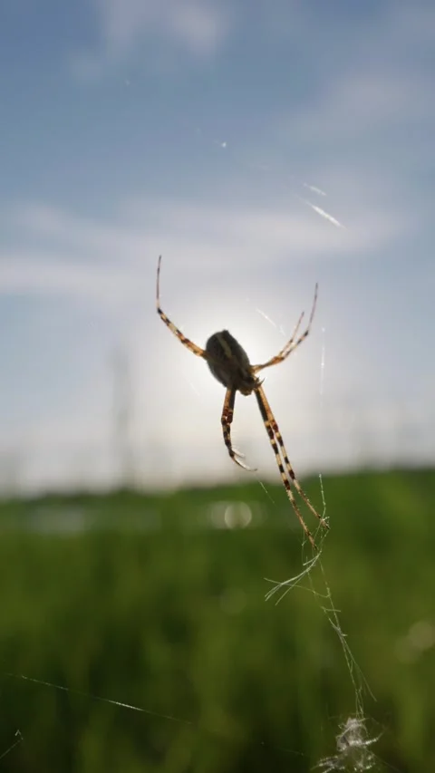 Backlit Spider Resting on Silk Web Against Sunny Meadow Sky Stock Footage 345166027
