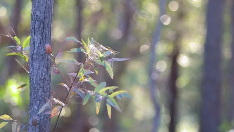 Backlit Spider Web on Eucalyptus Leaves in Morning Sunlight Video stock 331563344
