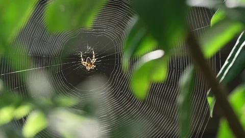 Backlit spider web moves in breeze amid dark foliage Stock Footage 281797980