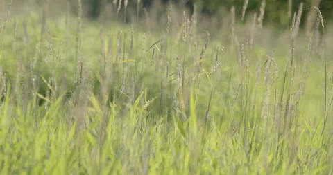 Backlit Spider Web Shimmering in Tall Meadow Grass, 4K Stock Footage 160695497