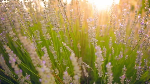 Backlit spring background of lilac and honey bees. Stock Footage 143025278