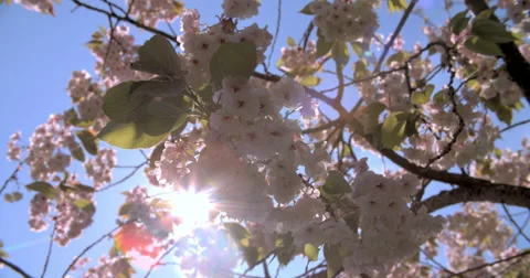 Backlit spring cherry blossom in a London park, lens flare Stock Footage 56209848