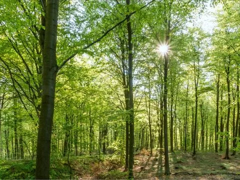Backlit Spring Forest Stock Photos