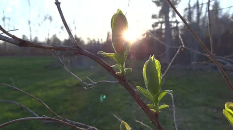 Backlit Spring Leaf Vidéo 23114116