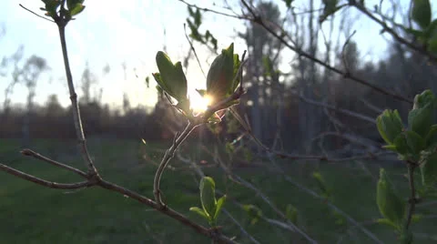Backlit Spring Leaf Vidéo 23172325