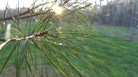 Backlit Spring Pine Vidéo 23136327