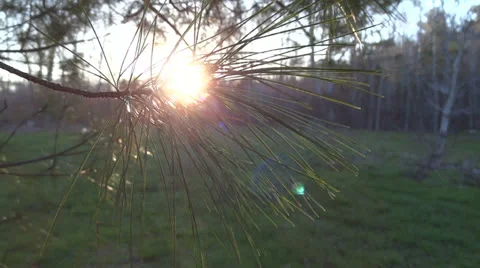 Backlit Spring Pine Stock Footage 23245317