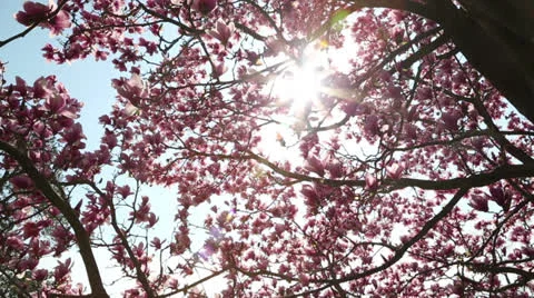 Backlit spring tree Stock Footage 22768629