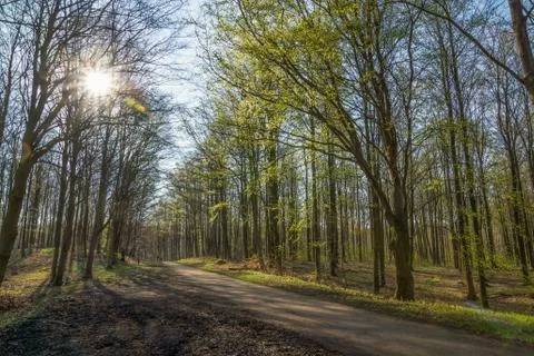 Backlit Spring Trees Stock Photos