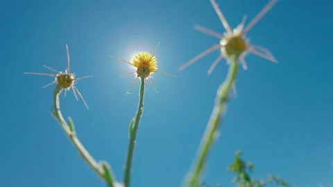 Backlit Star Thistle Against a Clear Summer Sky in Sacramento Stock Footage 313457551