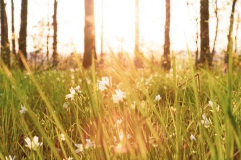 Backlit stitchworts in the forest Stock Photos