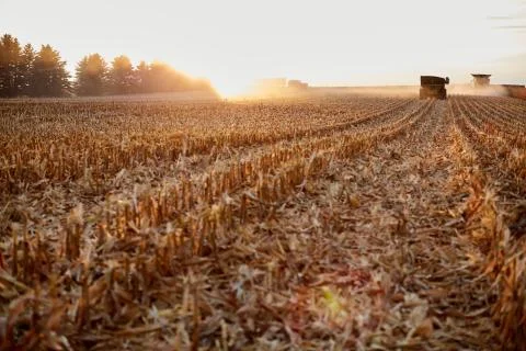 Backlit stubble in a maize field at sunset Stock Photos