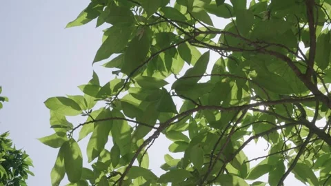 Backlit Summer Sunlight Through Flowers and Leaves 4K Real Shot Stock Footage 319632837