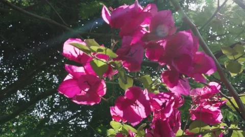 Backlit Summer Sunlight Through Flowers and Leaves 4K Real Shot Stock Footage 319632883