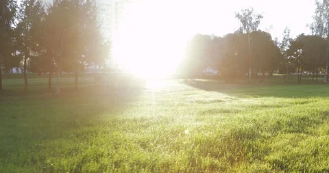 Backlit sun and tree branches Stock Footage 94339115