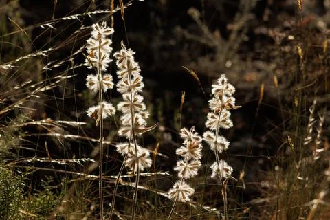 Backlit sun-drenched flower background of Gallocresta (Salvia verbenaca) Photos