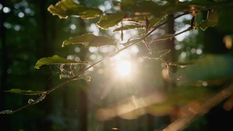 Backlit Sun Flare Through Forest Branch with Spiderweb, Golden Bokeh, Breeze Stock Footage 327394590