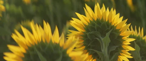Backlit sunflower petals and a bee 4K anamorphic video Stock Footage 319237459