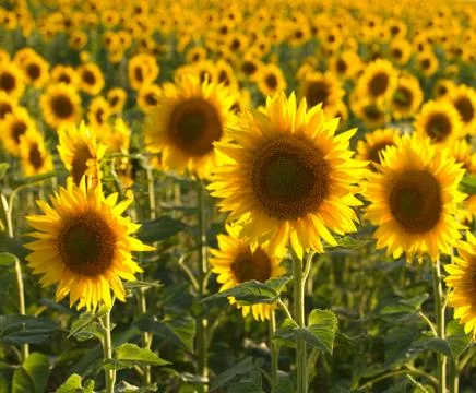 Backlit Sunflowers Stock Photos