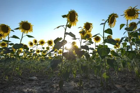 Backlit sunflowers Foto stock