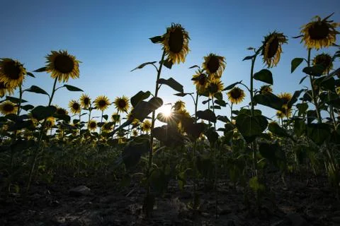 Backlit sunflowers Stock-Fotos
