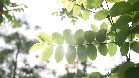 Backlit Sunlight Filtering Through Translucent Plant Leaves in Nature Video stock 341917210