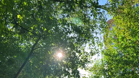 Backlit sunlight through the tree leaves.	 Stock-Footage 317404596
