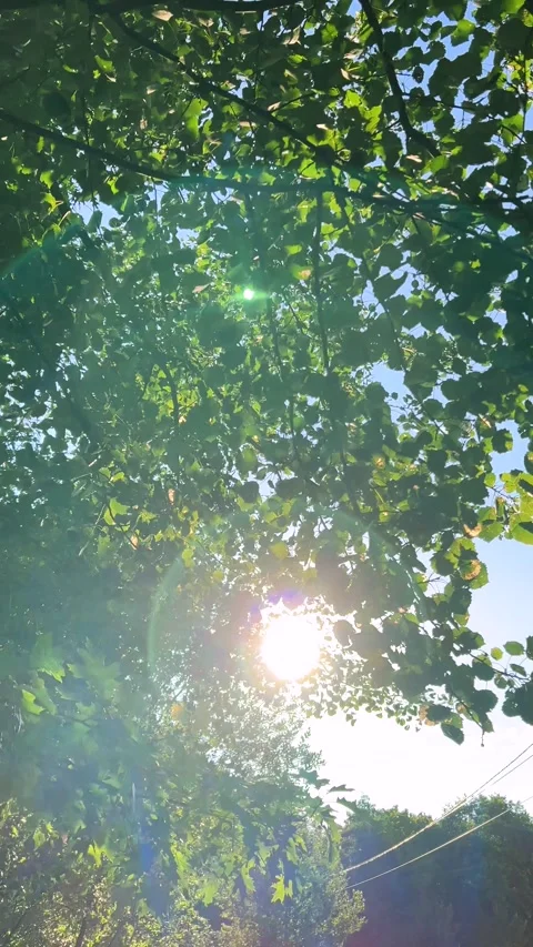 Backlit sunlight through the tree leaves. Vertical video. 库存影片 317404779