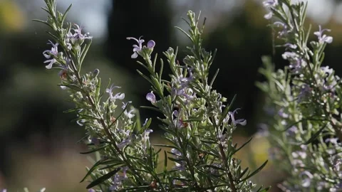 Backlit Sunrise Pine Tree with Purple Flowers Stock Footage 321393338