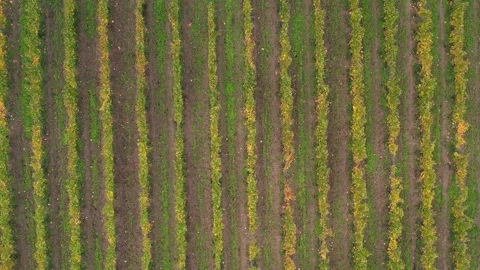 Backlit Sunset Flight over Chinon Vineyards Stock Footage 320172434