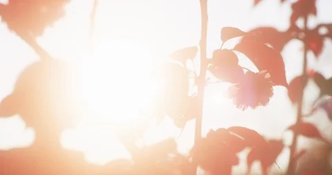 Backlit sunset lensflare, pink cherry blossom, 8K Stock Footage 117152897