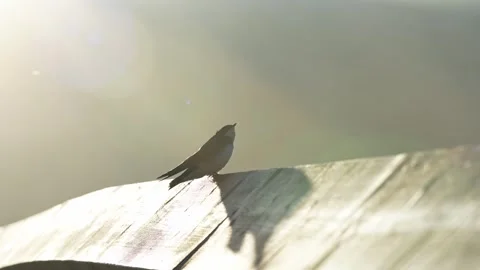 Backlit Swallow Perched on Wooden Railing in Slow Motion Stock Footage 338029144