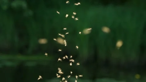 Backlit swarm of Mosquitoes flying Stock Footage 210210281
