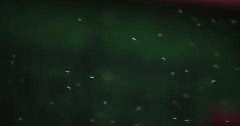 Backlit swarm of mosquitos in forest, selective focus slow motion cinematic s Video stock 257949341