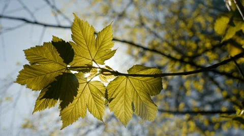Backlit sycamore maple leaf with camera move. Video stock 22993903