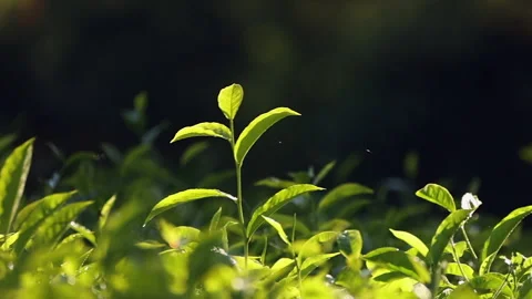 Backlit tea plant glows against dark background, spider webs glisten Stock Footage 343348973