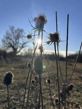 Backlit Teasel in Golden Sunset Stock Photos