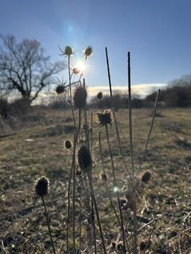 Backlit Teasel Plants in Sunset Glow Stock Photos