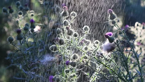 Backlit Thistle Plant in Gentle Rain Slow Motion Stock Footage 346249569