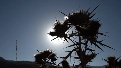 Backlit Thorned Rose in Sunlight 動画素材 317910054