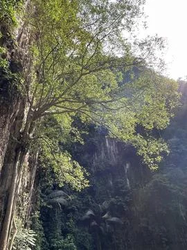 Backlit Tree and Limestone Cliff at Mirror Lake, Ipoh Stock Photos