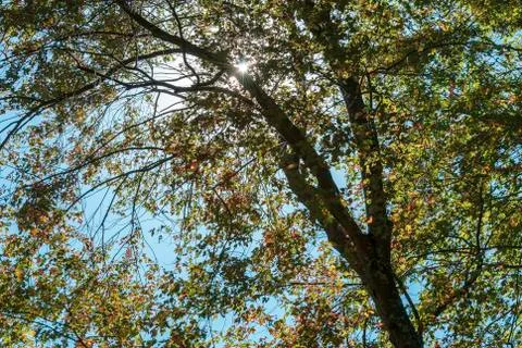 Backlit tree at Borderland Stock Photos